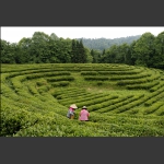 茶园景色