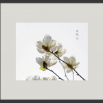 白玉兰