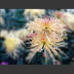 美丽秋菊