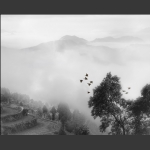 空山鸟语