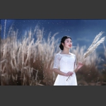 芦花如雪