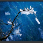 残雪