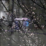 在雨中