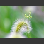 小螳螂