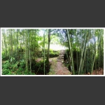 竹林小道