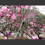 寒梅