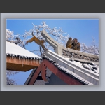 雪中猴趣