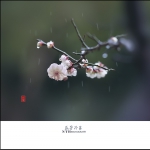 孤芳冷落