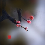 只把春来报