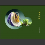 昆虫小品