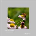 蜂与花_4096
