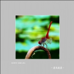 蜻蜓_3941