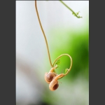 两头小蜗牛
