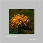 菊花_4045