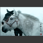 农耕马壮