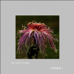 菊花_4050
