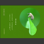 象鼻虫