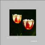 郁金香_4128