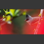 花季