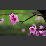 花季2