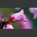 花季3