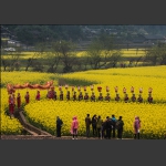 舞动的花季