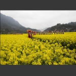 “油菜花节”的舞龙队