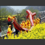 金龙闹春  5
