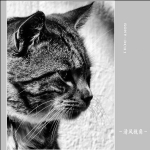 猫_6595