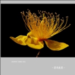 花植_7129