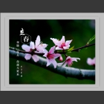 桃花嫣红