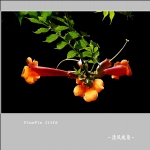 凌霄花_7229