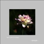 荷花_7548