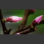花季5