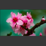 花季4