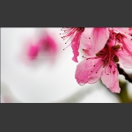 花季6