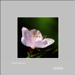 桃花_6129