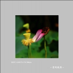 荷花_3077