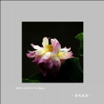 荷花_3080