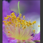 春花怒放