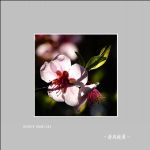 桃花_6126