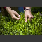 新茶开采