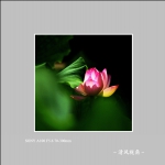 荷花_1211