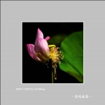 荷花_1208