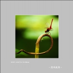 蜻蜓_4106