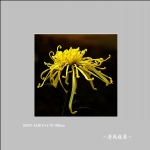 菊花_1254
