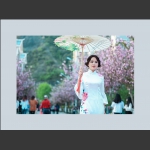 樱花季
