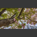 樱花树