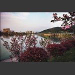 樱花闹春