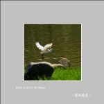 白鹭_1240